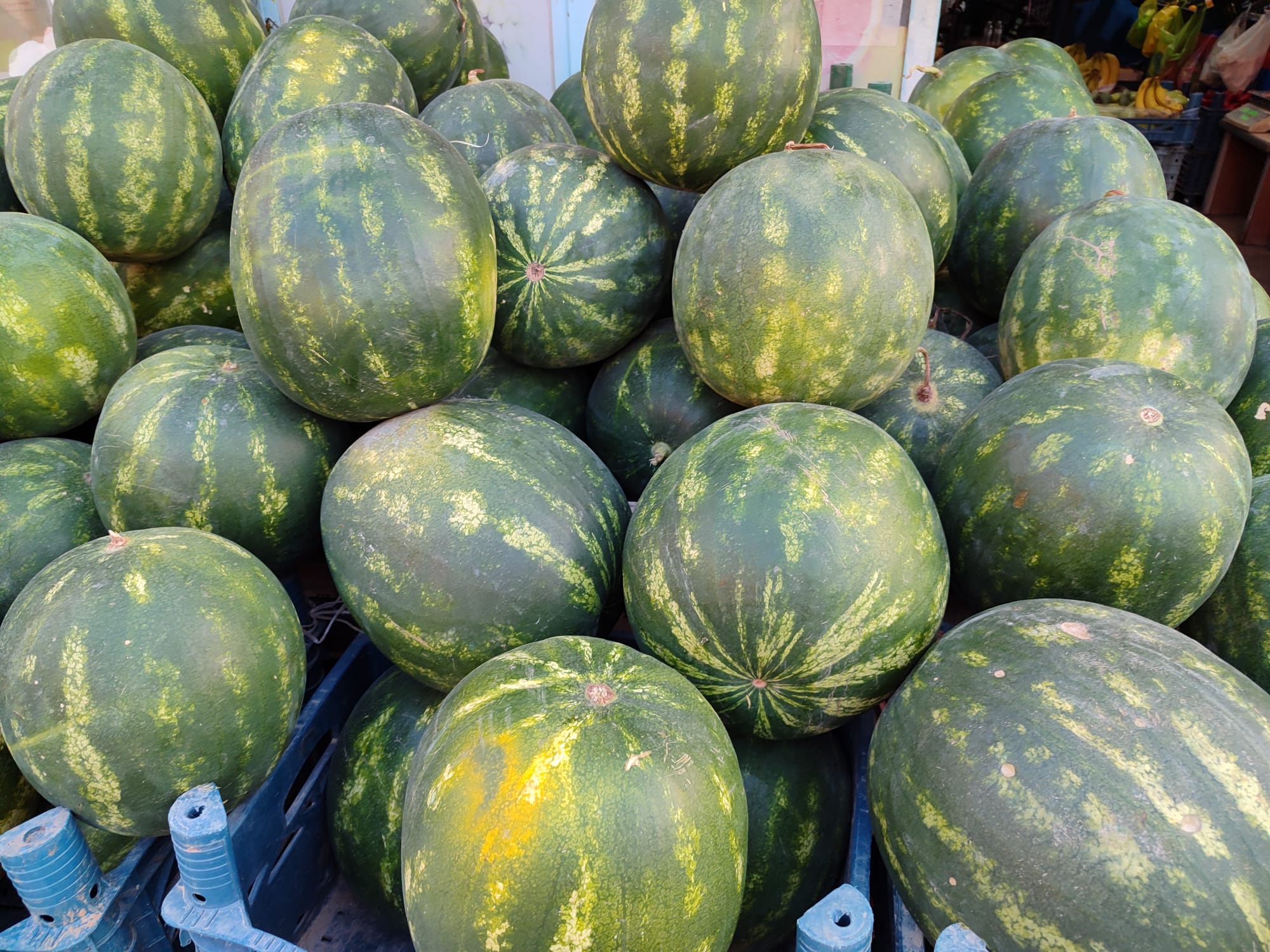 Karpuz